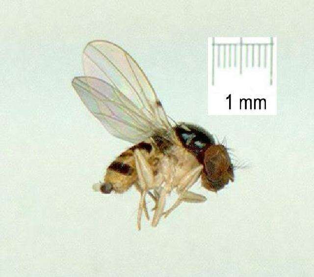 Image of Mycodrosophila aqua Bock 1980