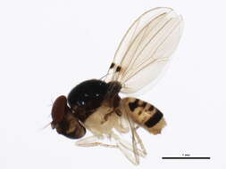 Image of Mycodrosophila aqua Bock 1980