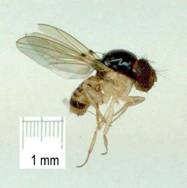 Image of Mycodrosophila aqua Bock 1980