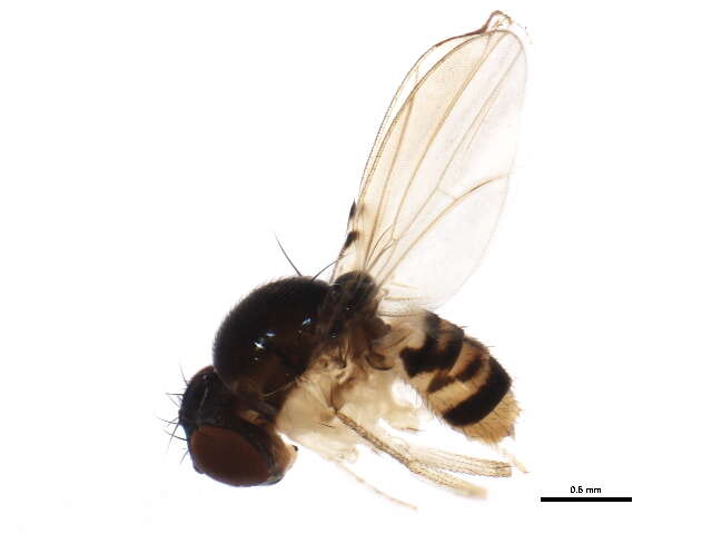 Image of Mycodrosophila aqua Bock 1980