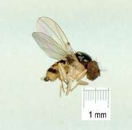 Image of Mycodrosophila