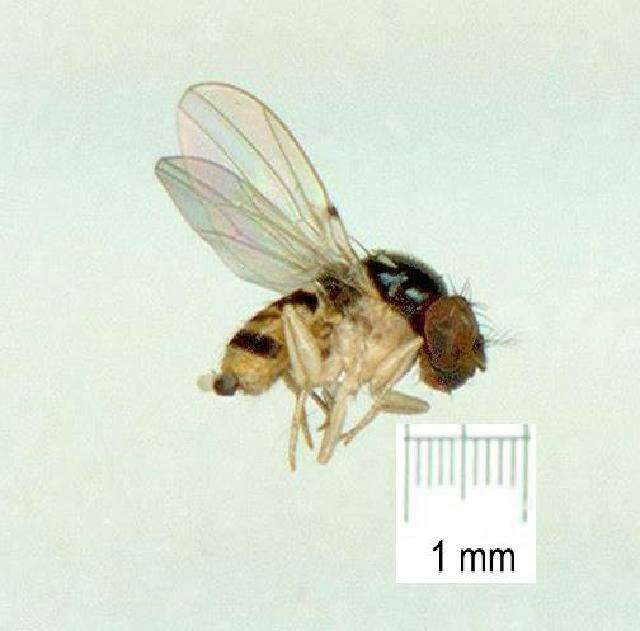 Image of Mycodrosophila