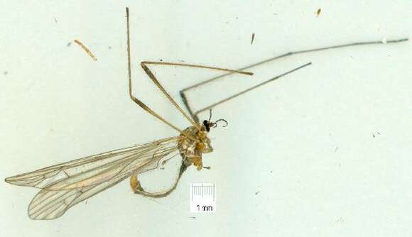 Image of <i>Symplecta <i>pilipes</i></i> pilipes