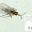 Image of Bradysia ocellaris