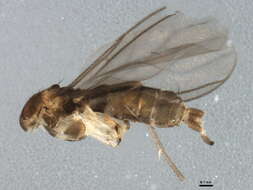 Image of Bradysia ocellaris