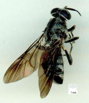 Image of Nigritomyia albitarsis (Bigot 1879)