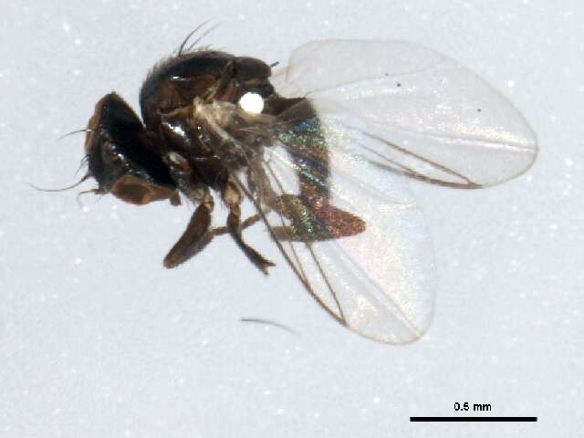 Image of Pseudonapomyza