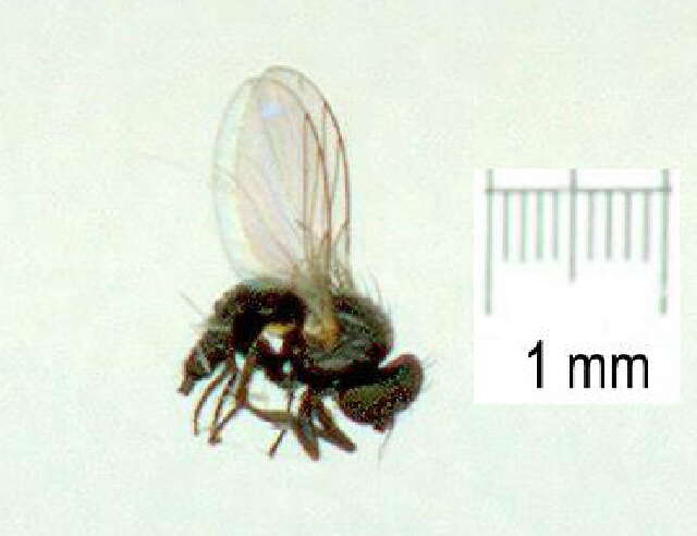 Image of Pseudonapomyza