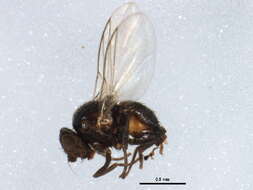 Image of Pseudonapomyza