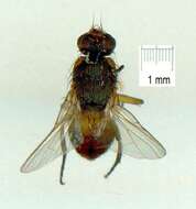 Image of Pepper fruit fly