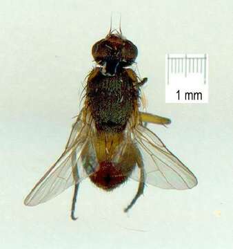 Image of Pepper fruit fly