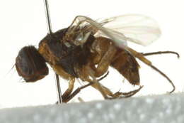 Image of Pepper fruit fly