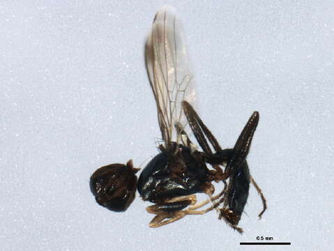 Imagem de Australosepsis niveipennis (Becker 1903)