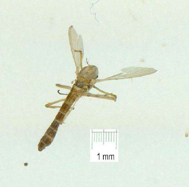 Image of Chironomus cloacalis Atchley & Martin 1971