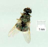 Image of Damaromyia clivosa Hardy 1931