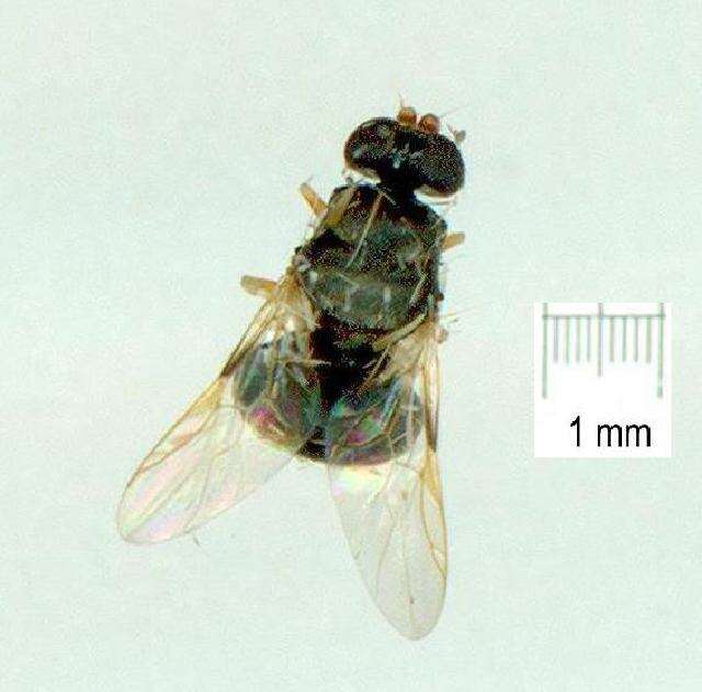 Image of Damaromyia clivosa Hardy 1931