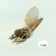 Image of <i>Clogmia albipunctata</i>