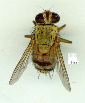 Image of Tachinid fly