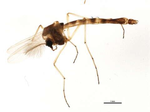 Image of Chironomus cloacalis Atchley & Martin 1971