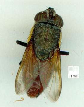 Rhinia apicalis (Wiedemann 1830) resmi