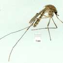 Image of Culex annulirostris Skuse 1889