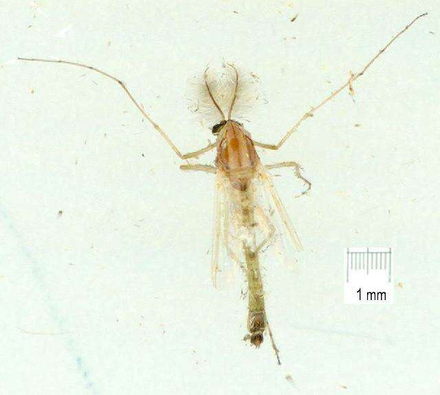 Image of Chironomus circumdatus (Kieffer 1916)