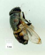 Image of Stomorhina discolor (Fabricius 1794)