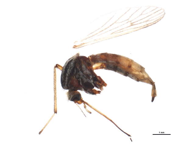 Sivun Ochlerotatus vittiger kuva