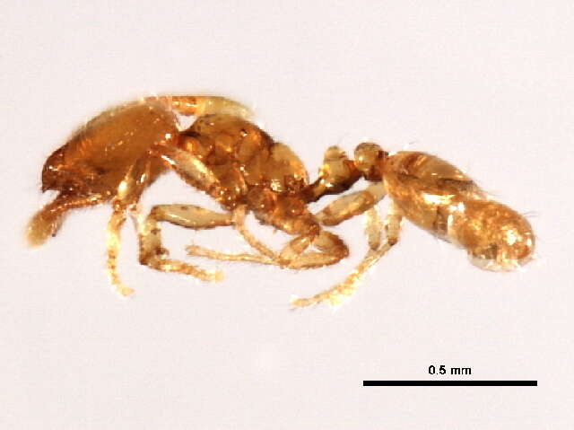 Image of Solenopsis molesta