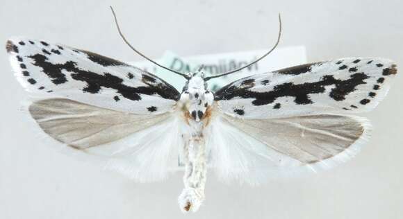 Imagem de Ethmia pusiella Roemer 1789