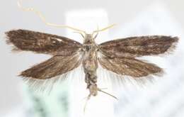 Image of Lecithoceridae