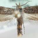 Image of <i>Ochsenheimeria urella</i>