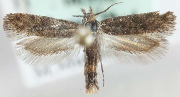 Image of Ypsolophidae