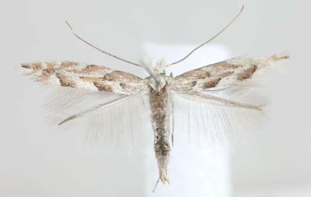 Image of Aspen Leaf Blotch Miner Moth