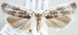 Image of Schlaeger's Fruitworm Moth