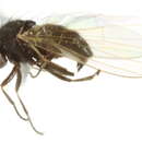Image of <i>Sapromyza</i>