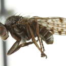 Image of <i>Pherbellia schoenherri maculata</i>