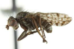 Image of <i>Pherbellia schoenherri maculata</i>