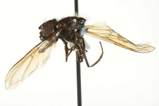 Image of Platycheirus peltatoides Curran 1923