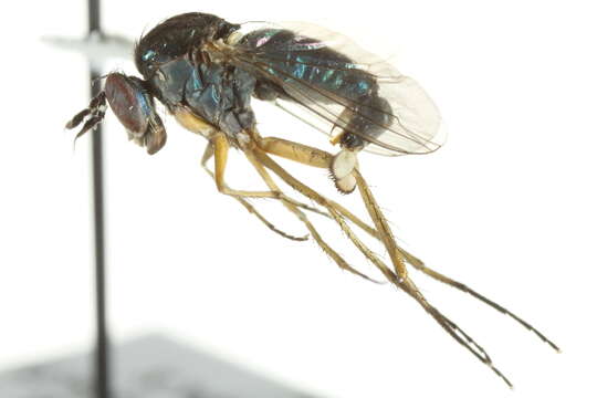 Image of Dolichopus latipennis Fallen 1823