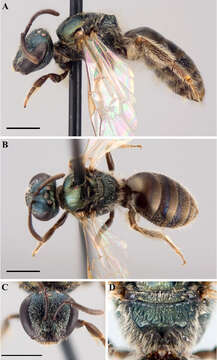 Image de Lasioglossum achilleae (Mitchell 1960)