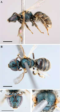 Imagem de Lasioglossum admirandum (Sandhouse 1924)