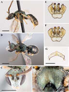 Imagem de Lasioglossum admirandum (Sandhouse 1924)