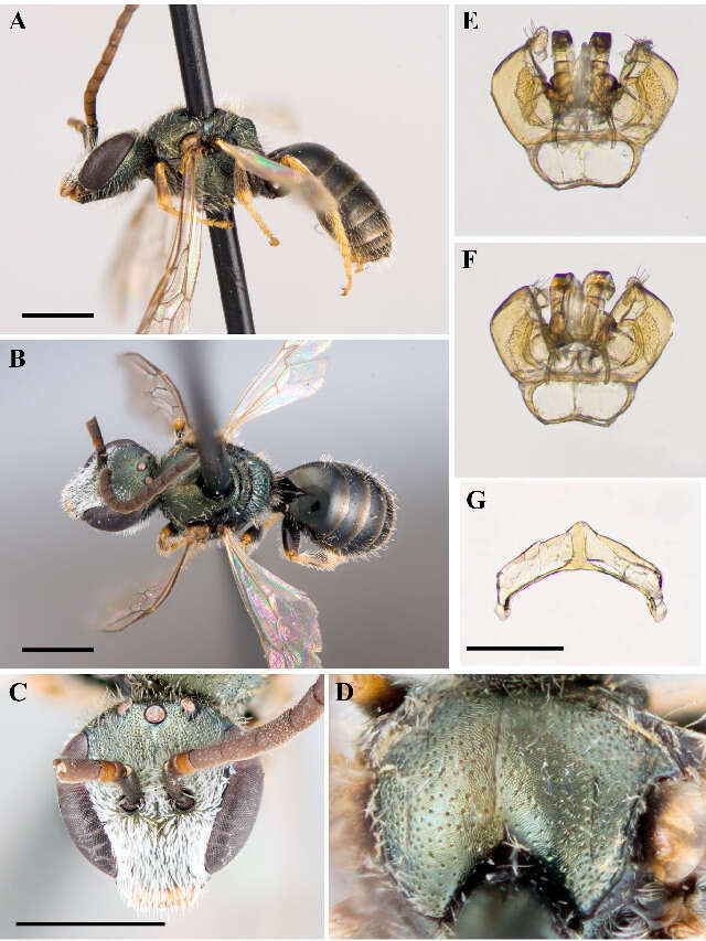 Lasioglossum admirandum (Sandhouse 1924)的圖片