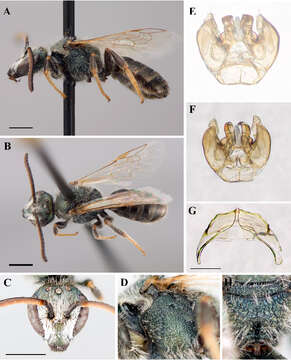 Image of Lasioglossum albipenne (Robertson 1890)