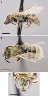 Image of Lasioglossum albohirtum