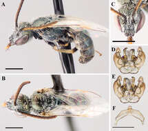 Image of Lasioglossum albohirtum