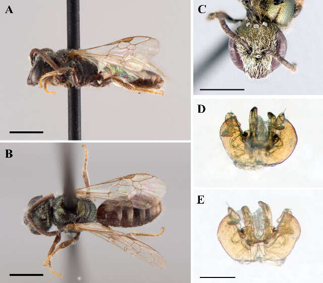 Image of Lasioglossum anomalum (Robertson 1892)