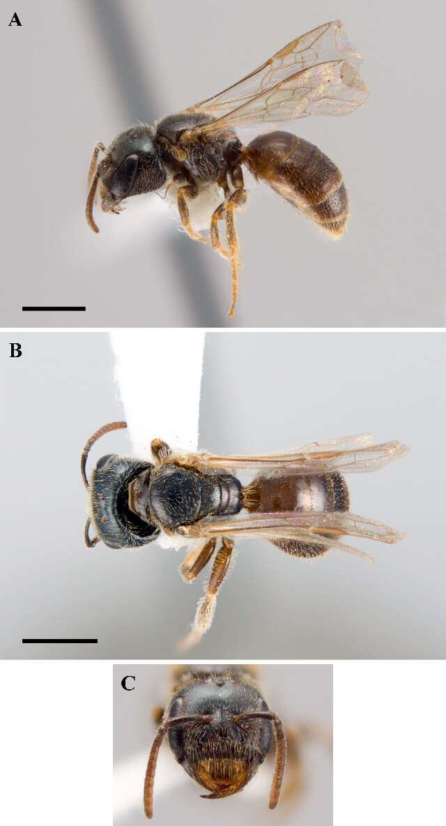 Image of Lasioglossum lionotum (Sandhouse 1923)