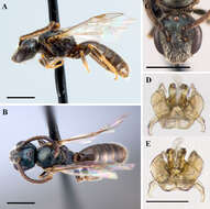 Image of Lasioglossum lionotum (Sandhouse 1923)